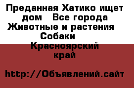 Преданная Хатико ищет дом - Все города Животные и растения » Собаки   . Красноярский край